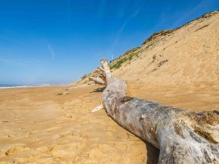 tronc page de la pointe Capbreton