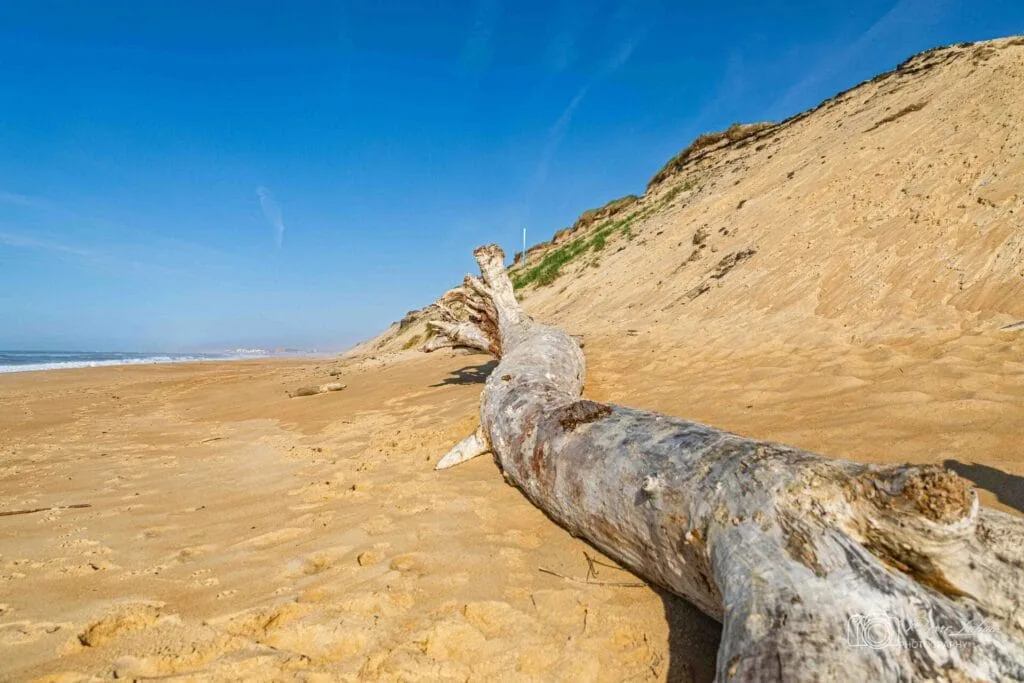 tronc page de la pointe Capbreton